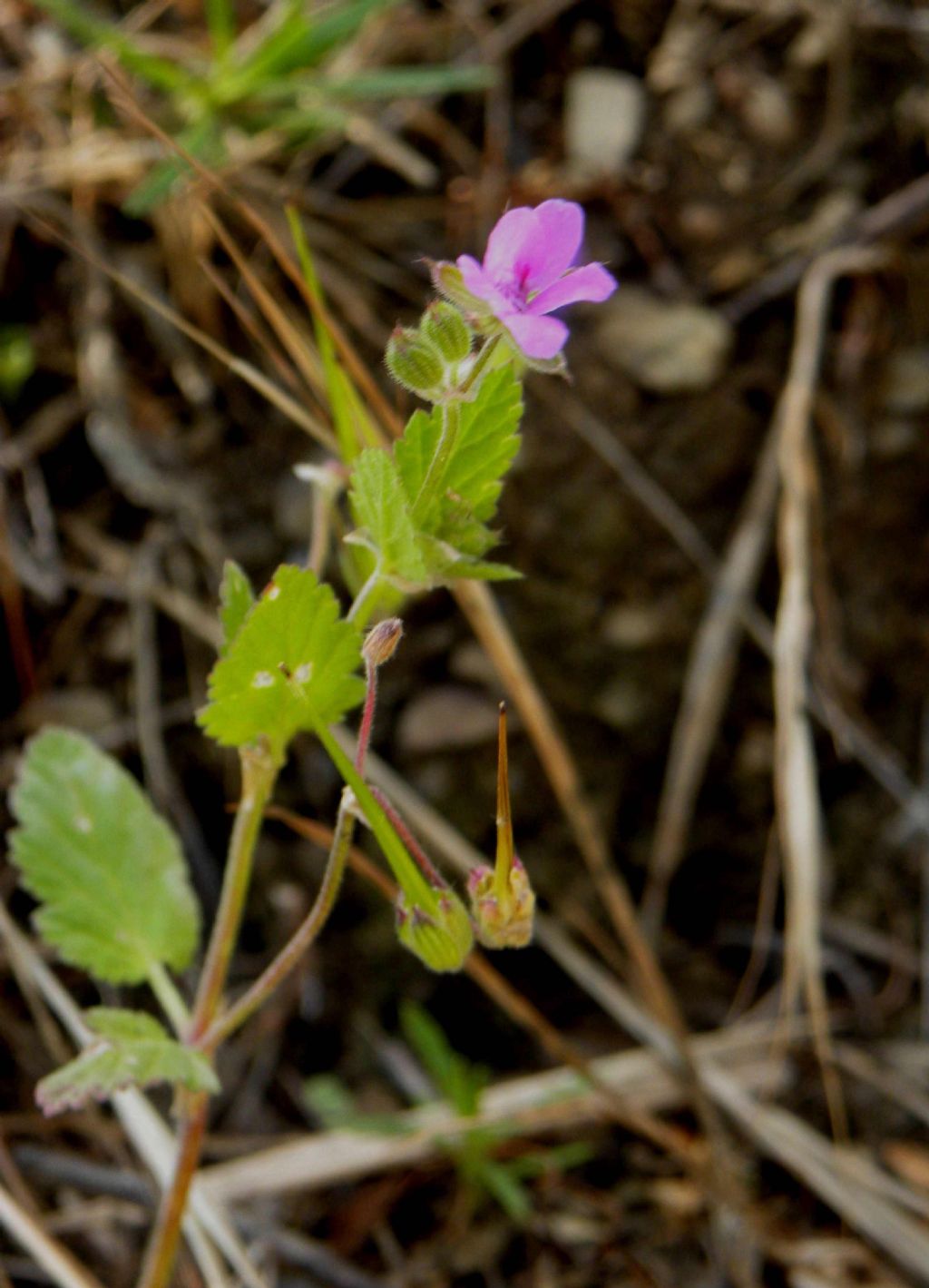 Erodium malacoides?